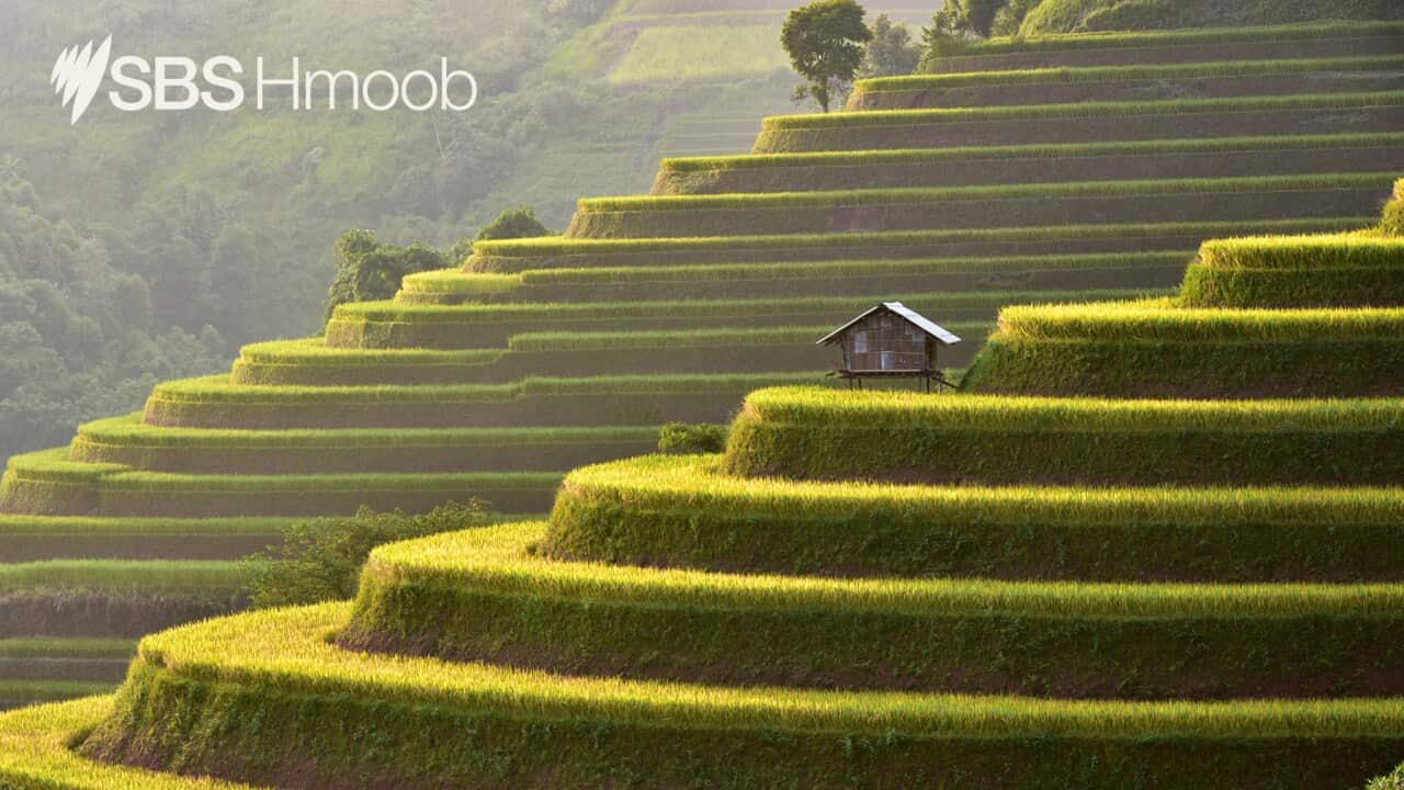 Terrace rice