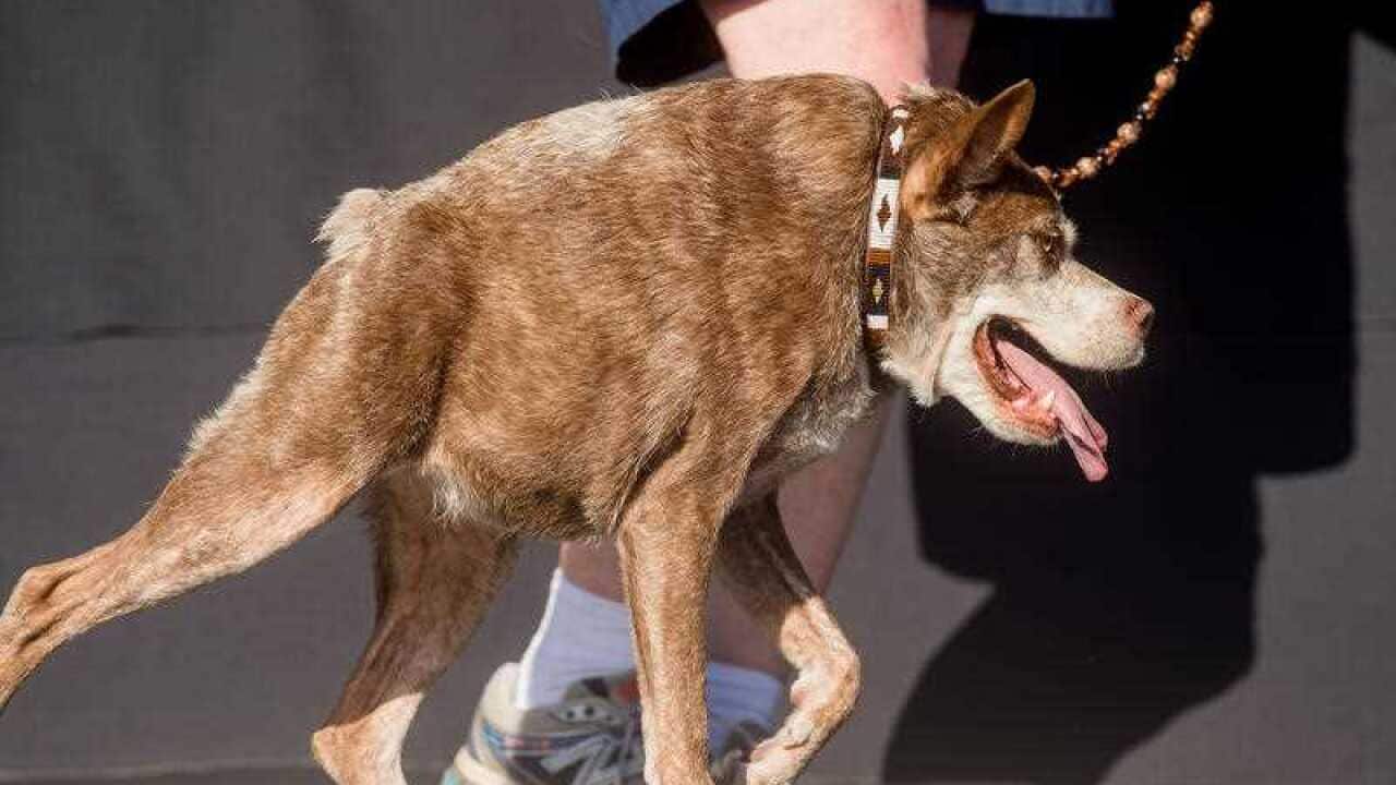 Quasi Modo wins top honors in the World's Ugliest Dog Contest at the Sonoma-Marin Fair on Friday