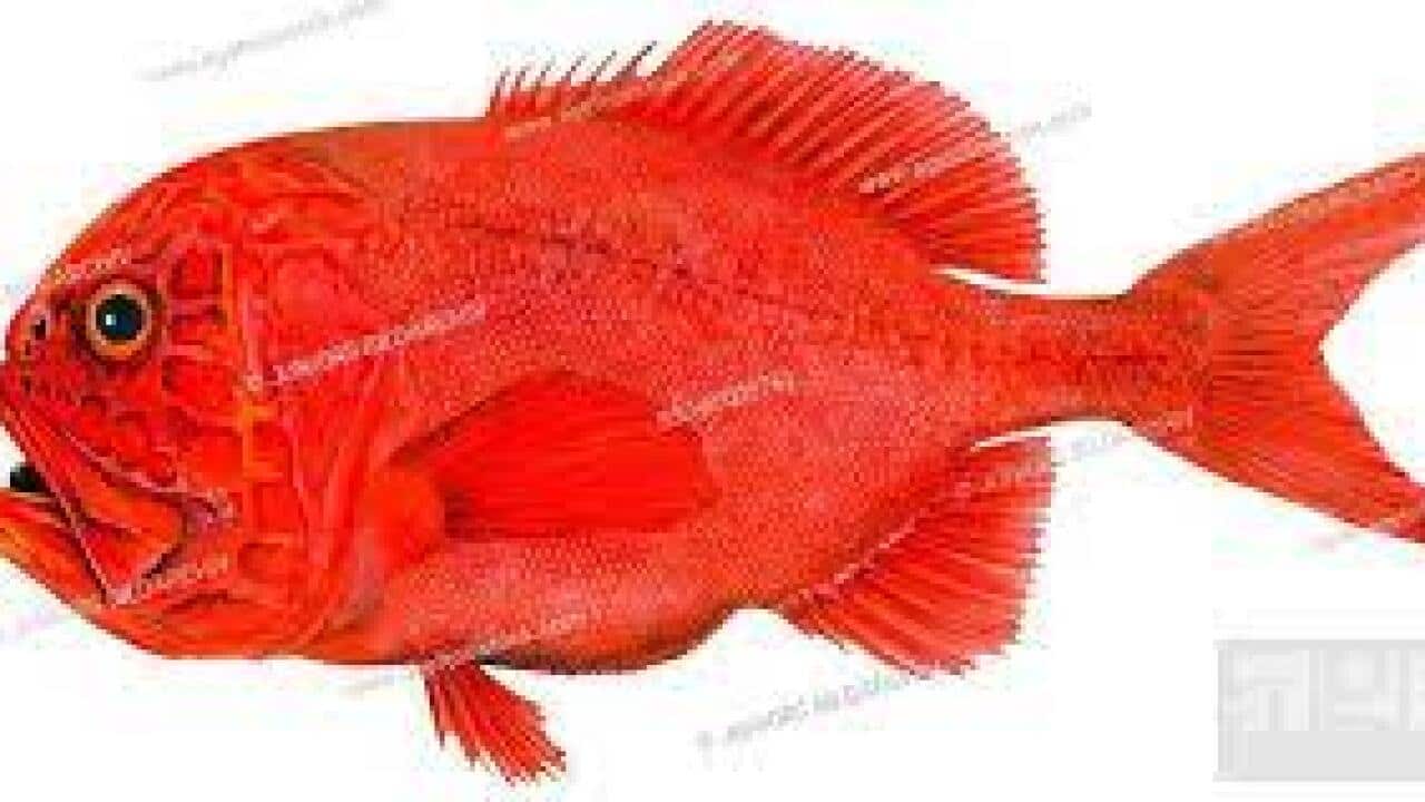 Orange roughy is a deepwater fish widely distributed in southern Australian waters from New South Wales.