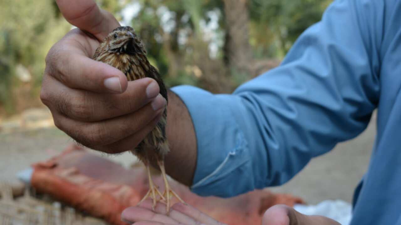 a man playing with a bird