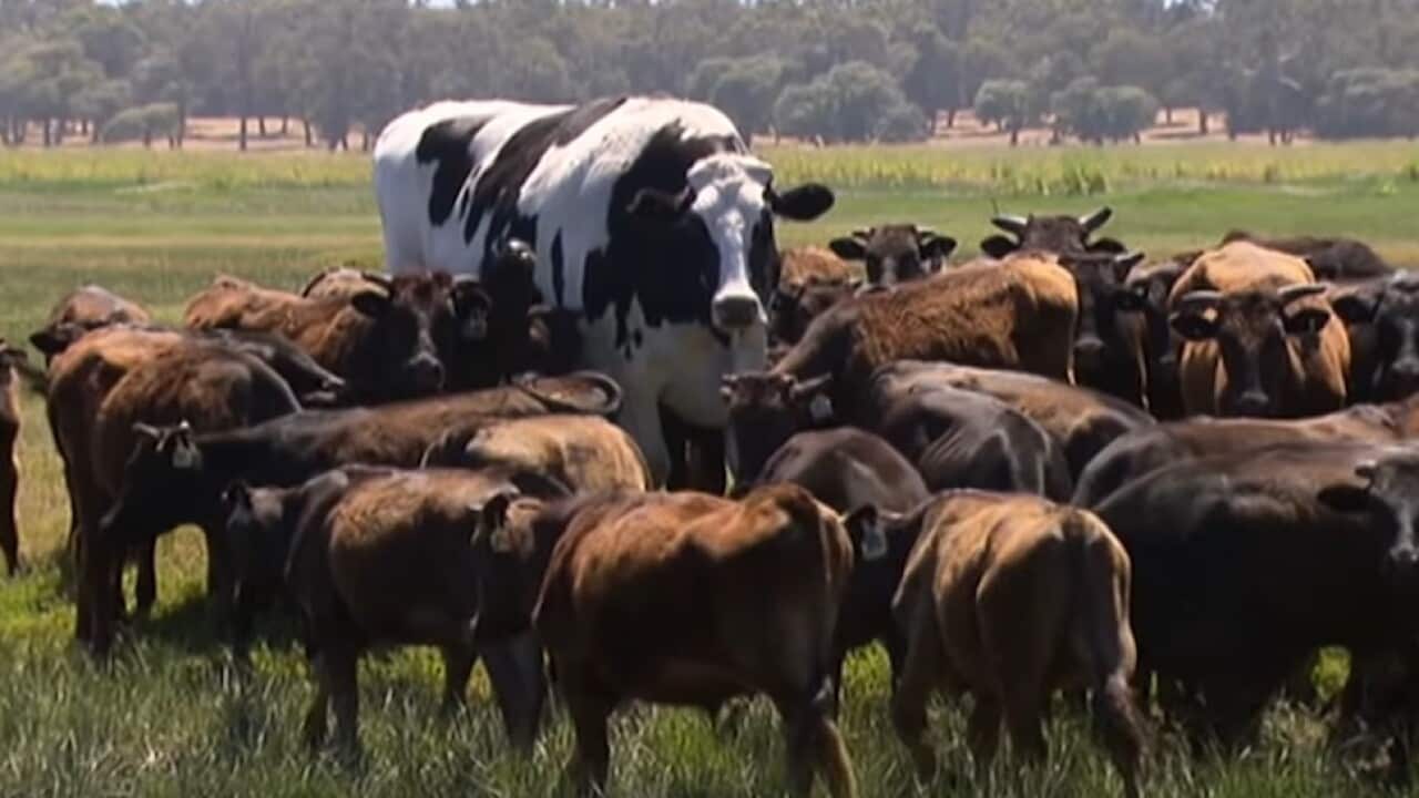 Knickers the Holstein Friesian cow big