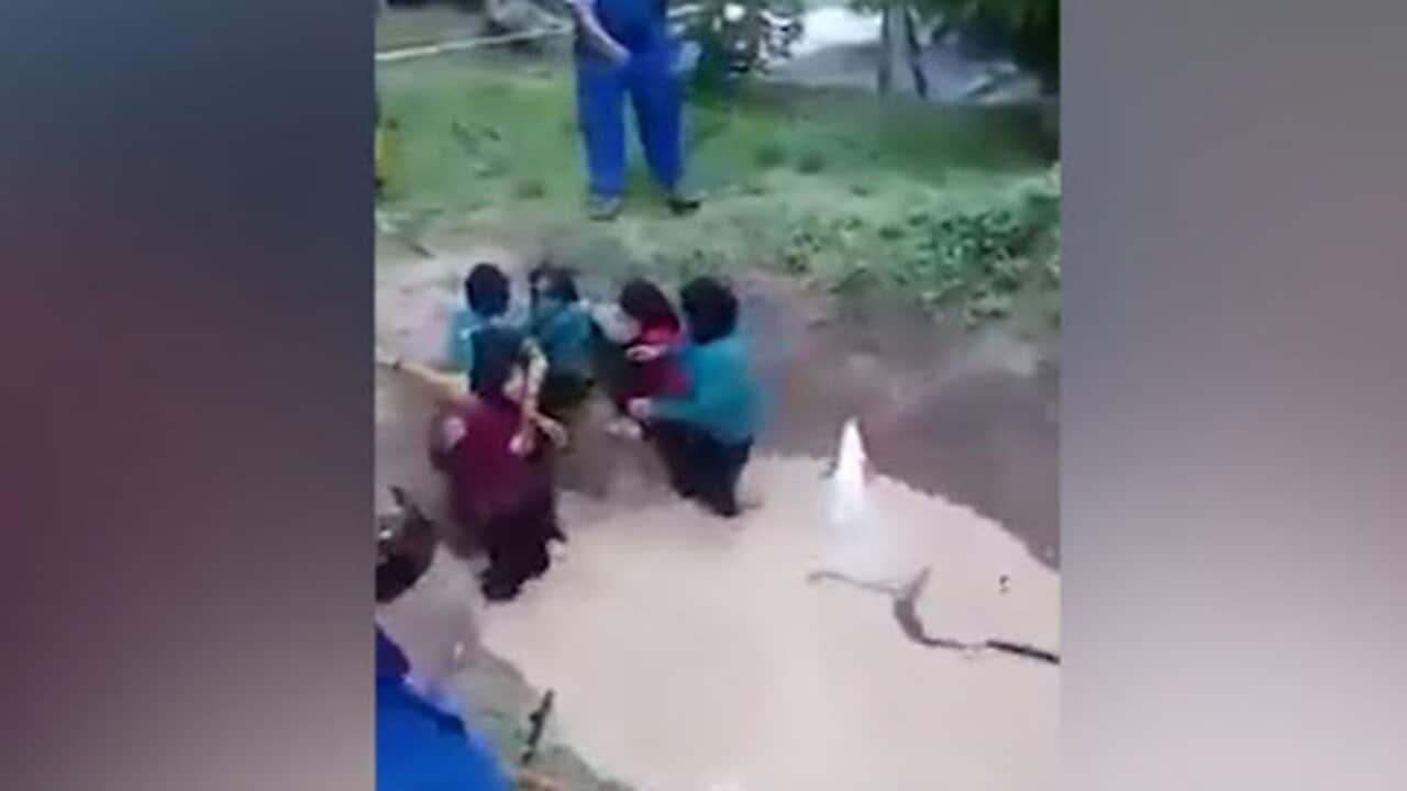 Snake