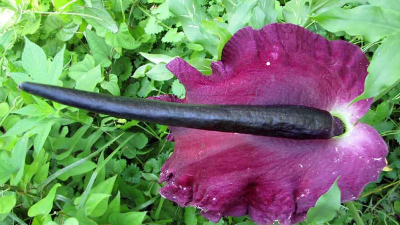 voodoo_lily_rural_121012_L_ramblings_1002923857