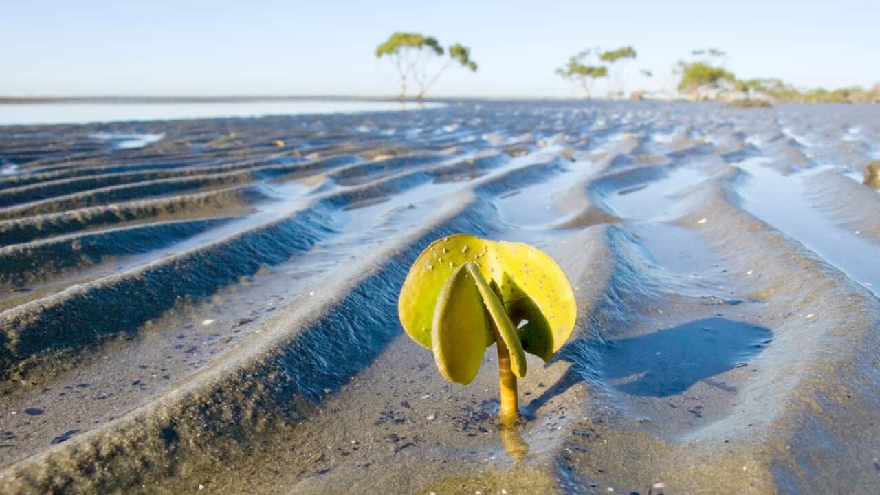 Graue Mangrovenpflanze (Avicennia marina) Deception Bay, Moreton Bay Marine Park, Queensland, Australia