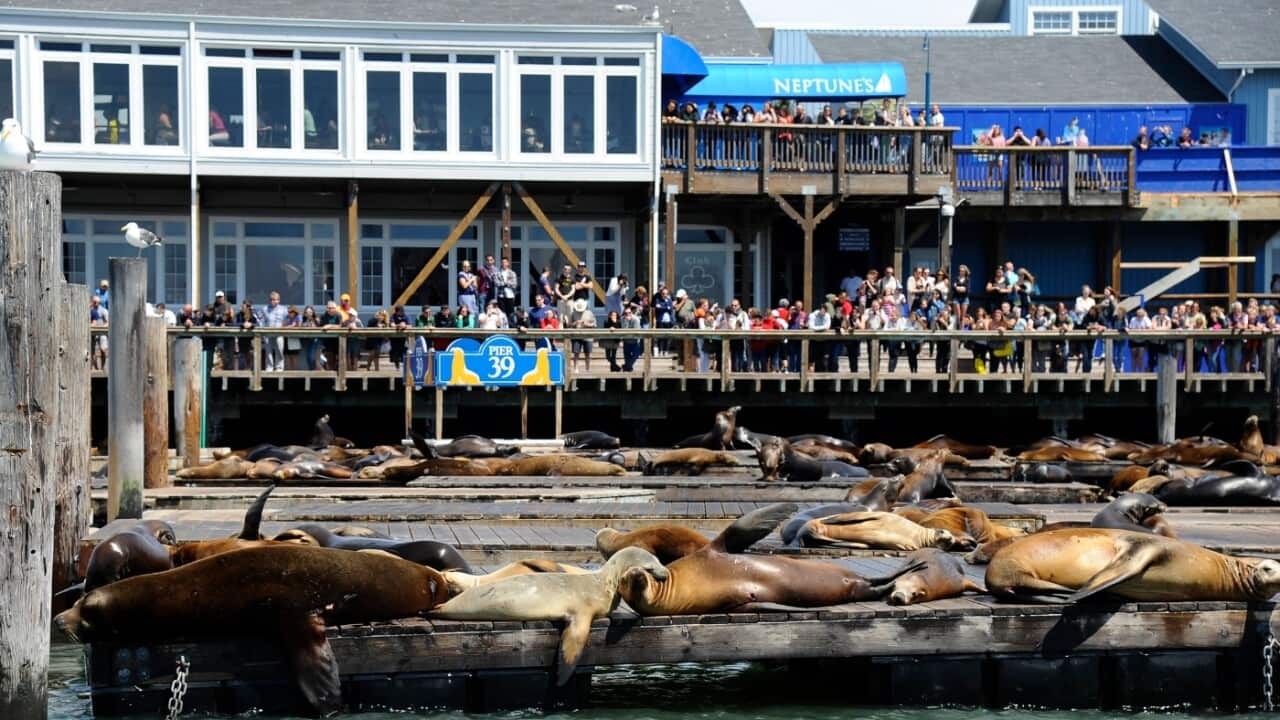 Spectators watch a colony of sea lions at San Francisco Pier 39, where the alleged plot was to be executed