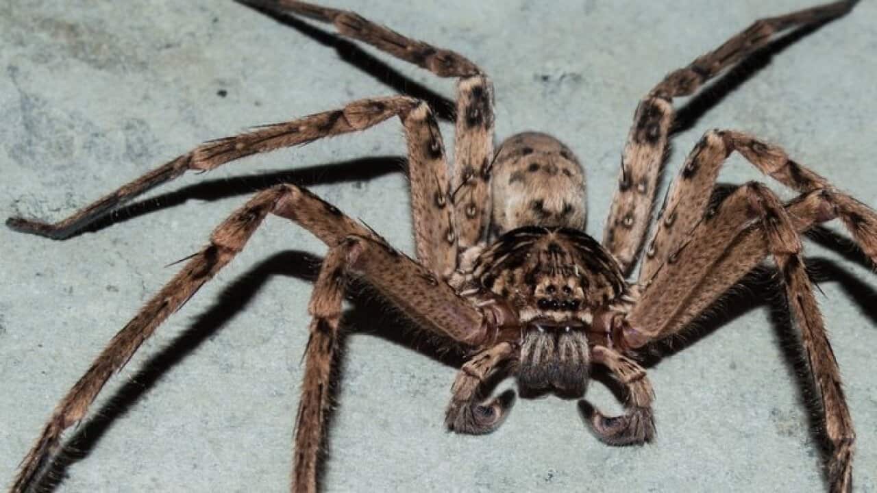 Spider