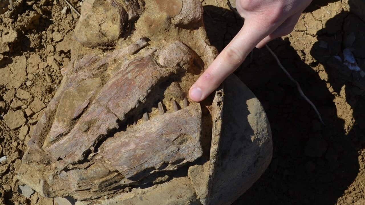 The skull of a Cooyoo fossil, dating back to 100 million years, which was found on a property near Julia Creek in outback Queensland. (AAP)