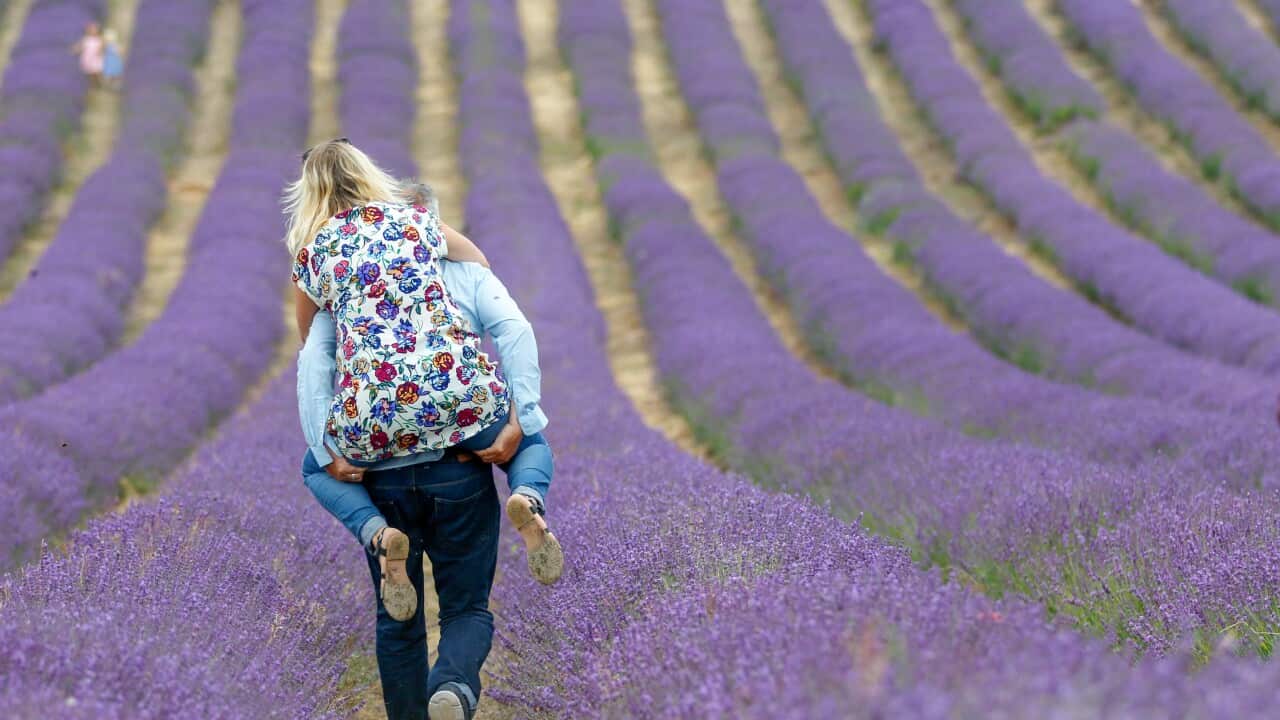 Couple in Lavender field