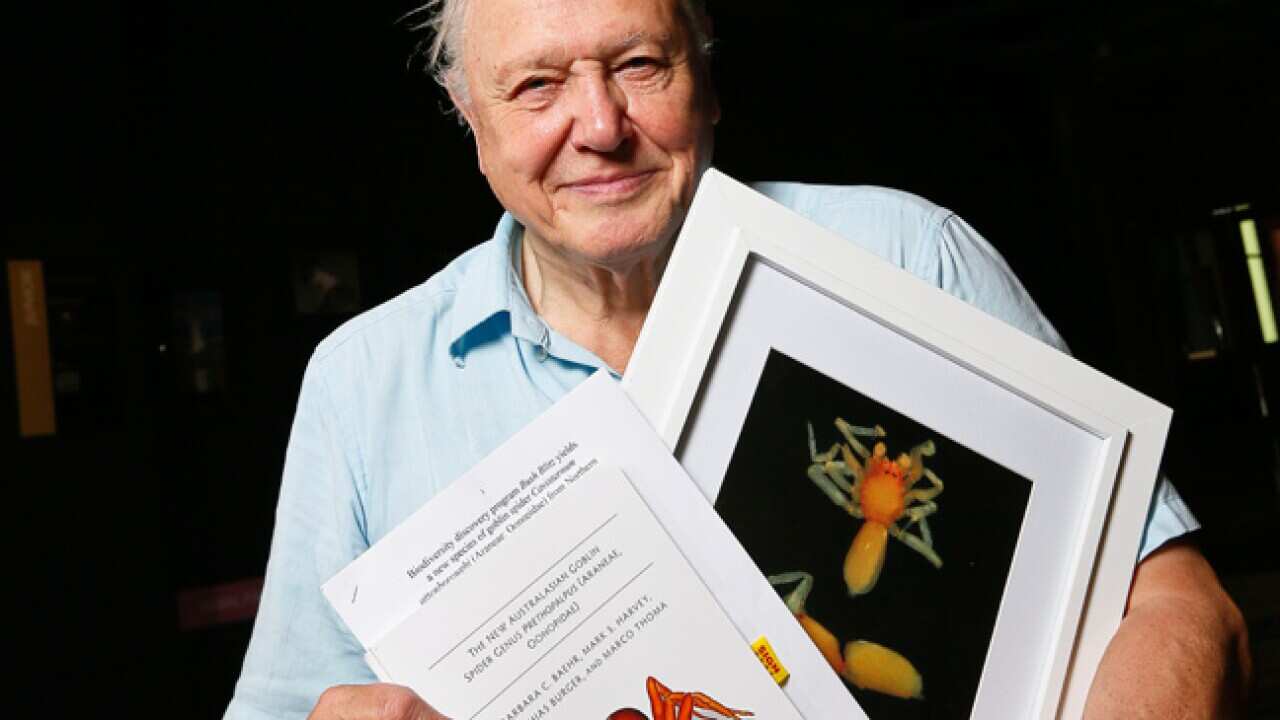 spider_attenborough_120804_aap_b_1707216339