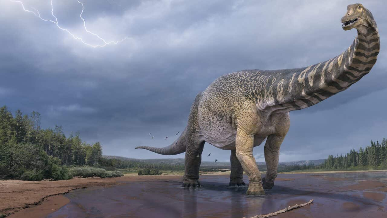 At 25 to 30 metres long, Australotitan cooperensis is the largest dinosaur ever discovered in Australia.