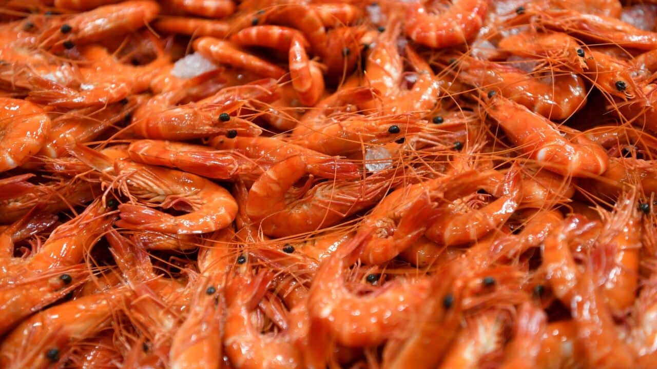 Fresh Australians prawns