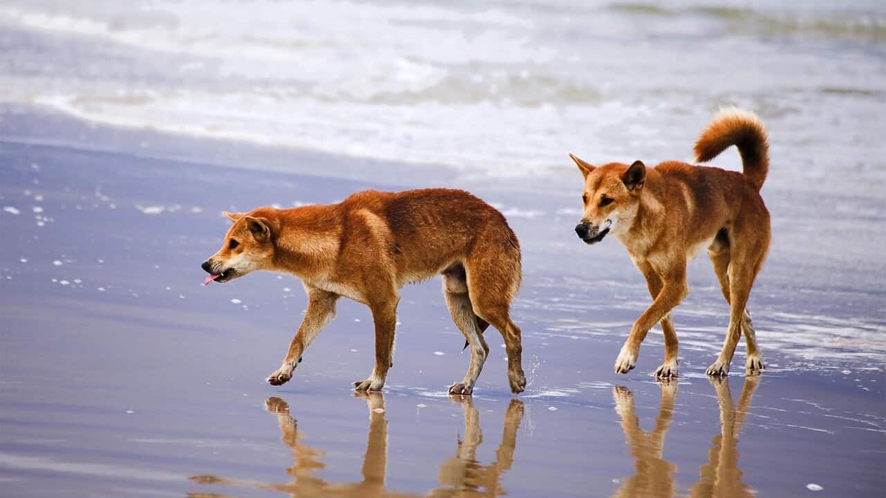 K'GARI FRASER ISLAND DINGOS