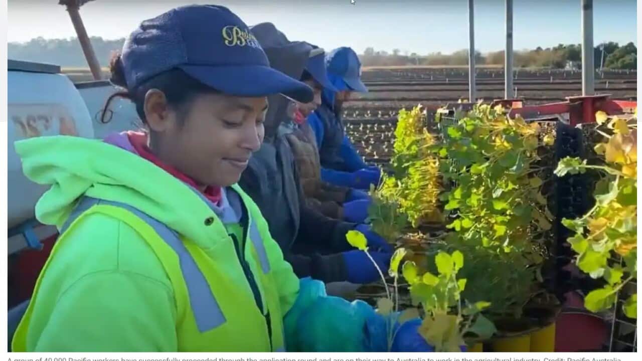 Pacific workers - Credit Pacific Australia Labour Mobility scheme.jpg