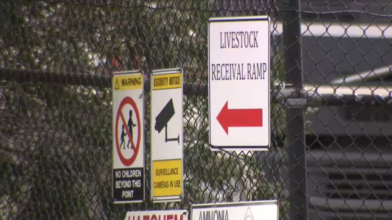 Stock photo of an unidentified Australian abattoir.jpg