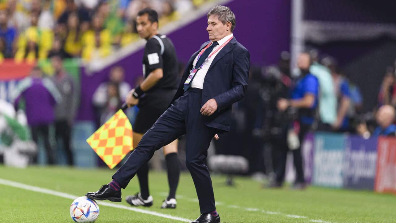 Head coach of Serbia, Dragan Stojkovic during the match between Brazil and Serbia, at the World Cup 2022 in Qatar