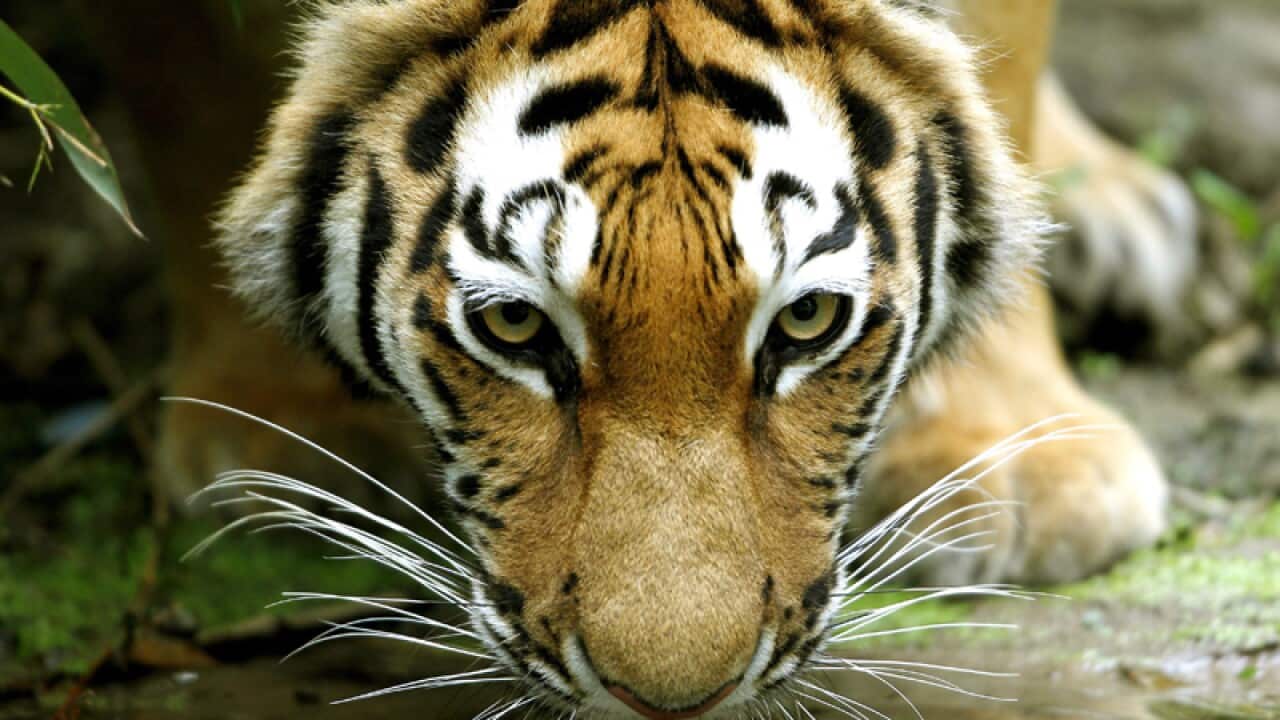 A Siberian tiger