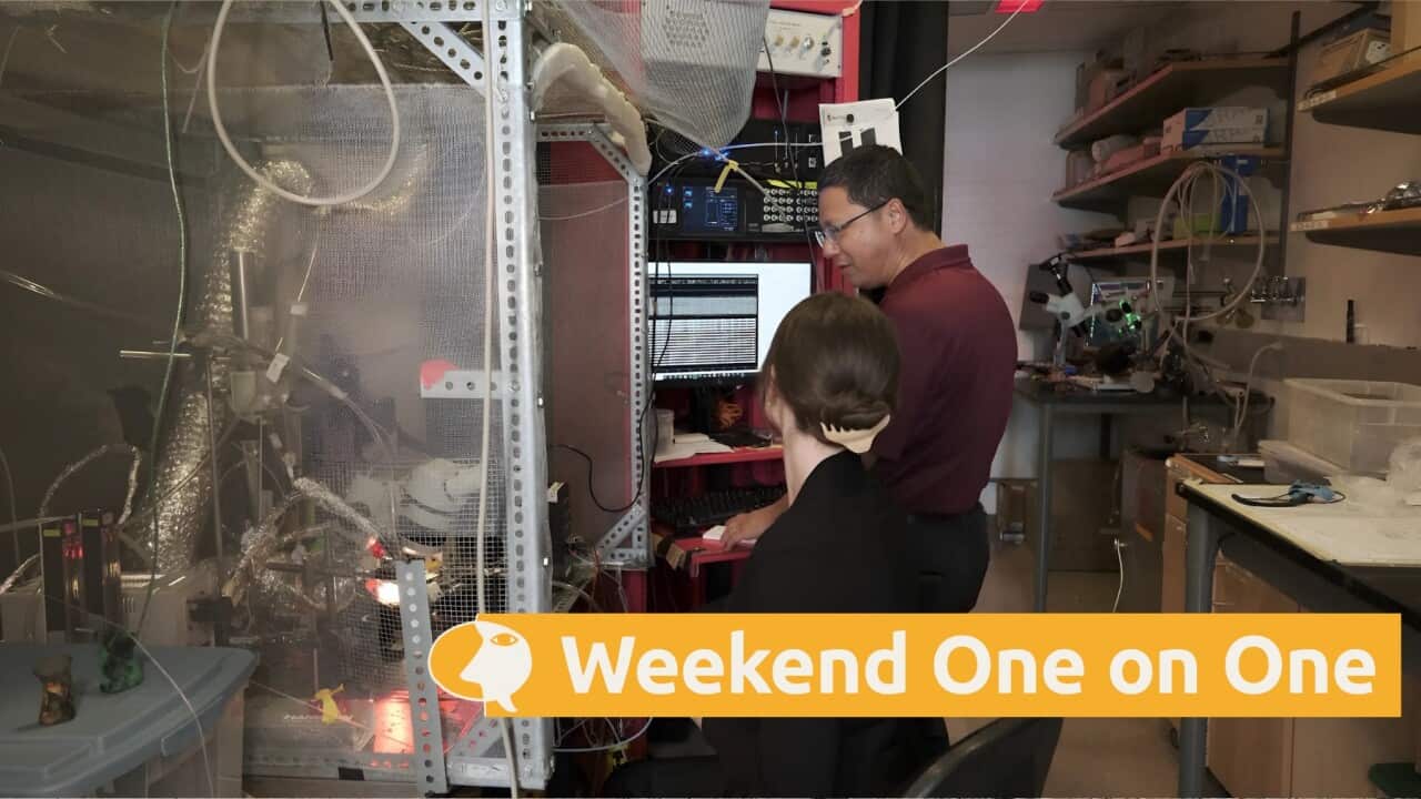 Associate Professor Ted Pavlic (L) working on bee brainwaves (AP).jpg