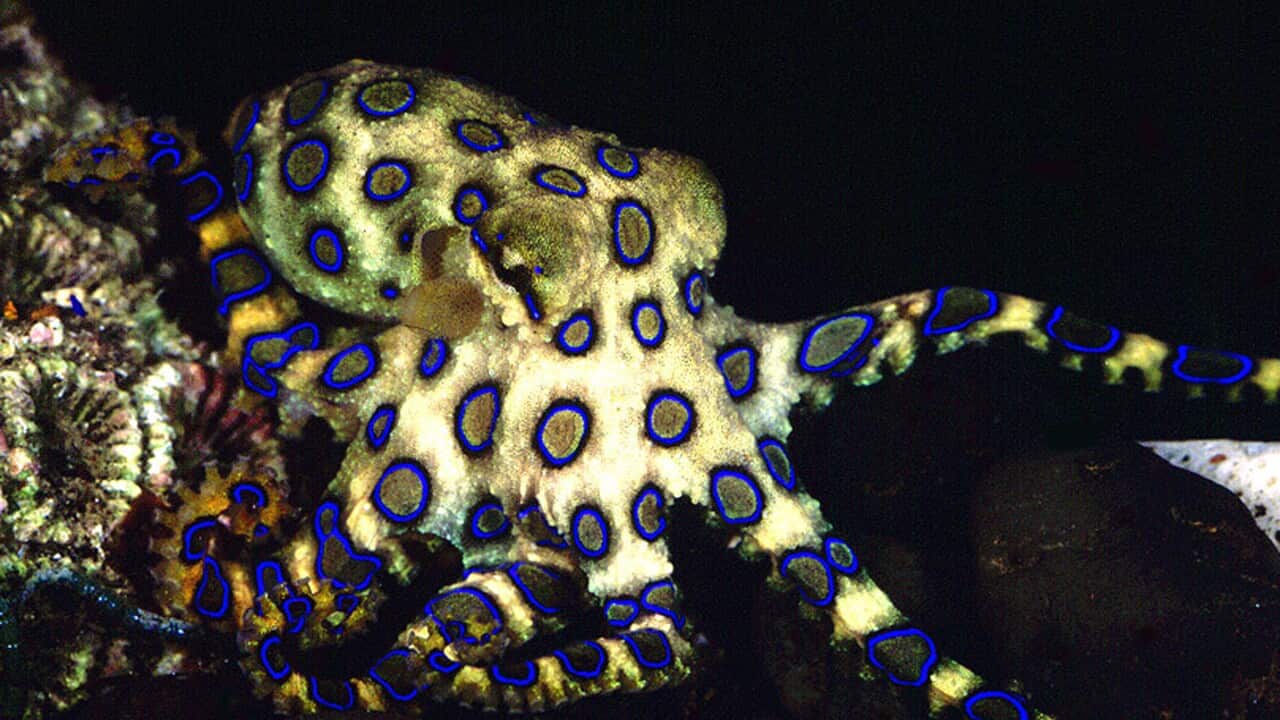 OCTOPUS