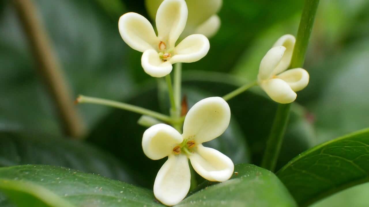 中国十大名花之一 桂花 Sbs Chinese 中国十大名花之一 桂花 Sbs Chinese