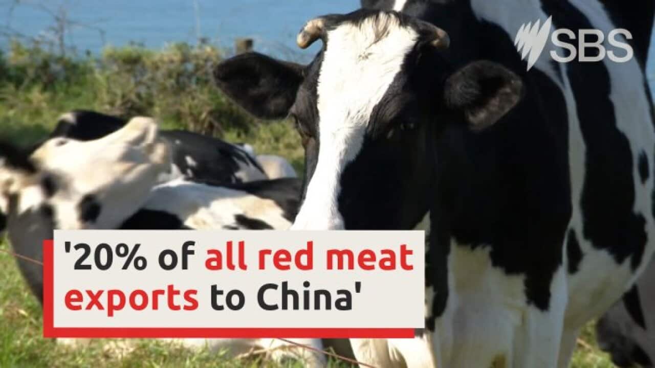 Exquisite Australian Prime Beef Producers Brace For Fresh China Tariff Pain Design Illustration