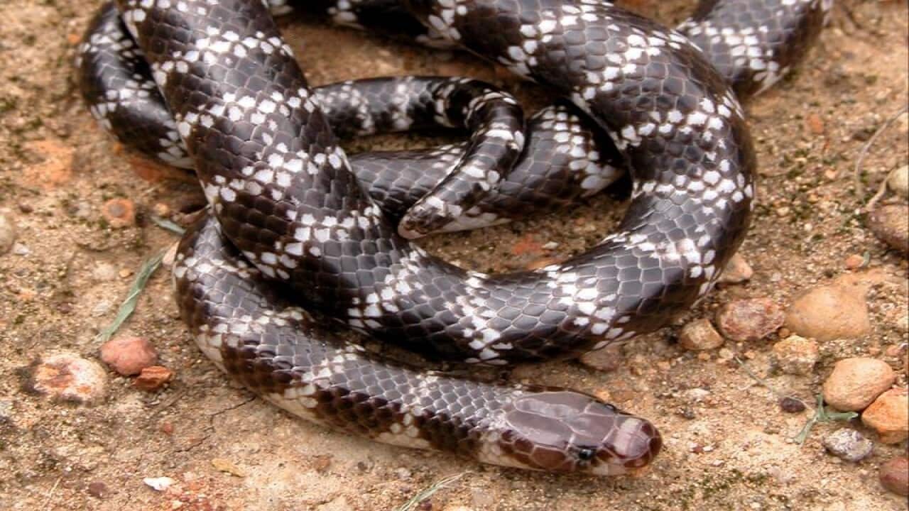 ENDANGERED SNAKE DISCOVERY WEIPA