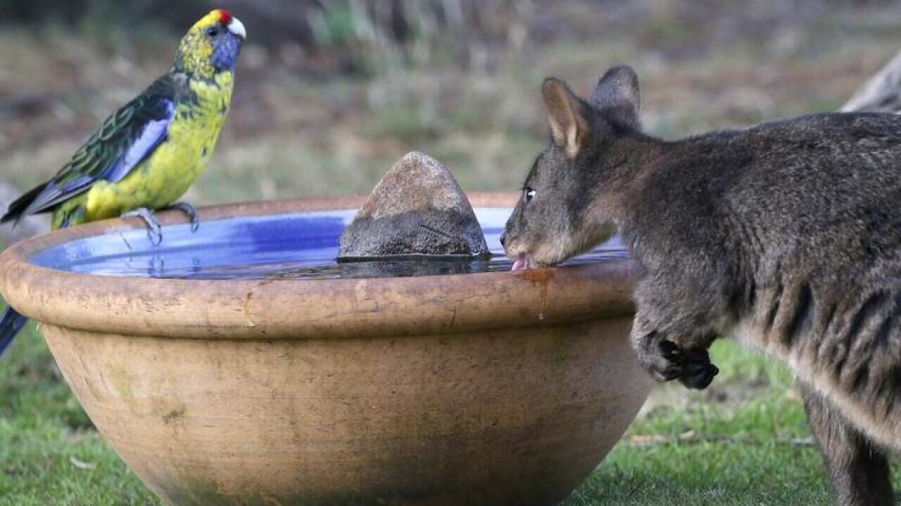 A green rosella watches as a wallaby drinks from a water bowl.