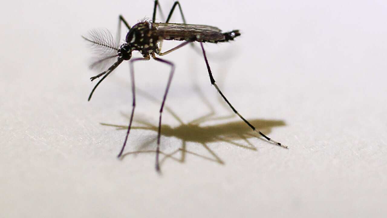 An Aedes aegypti mosquito