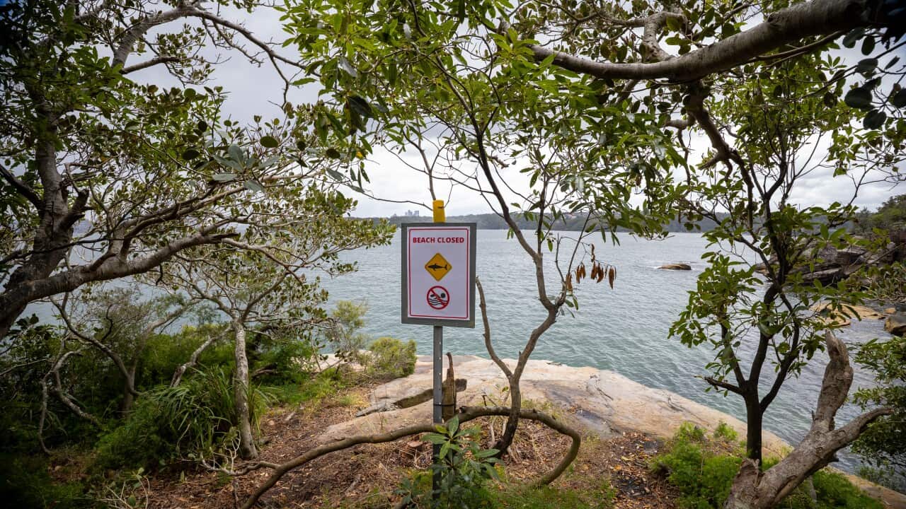 SHARK BEACH ATTACK SYDNEY