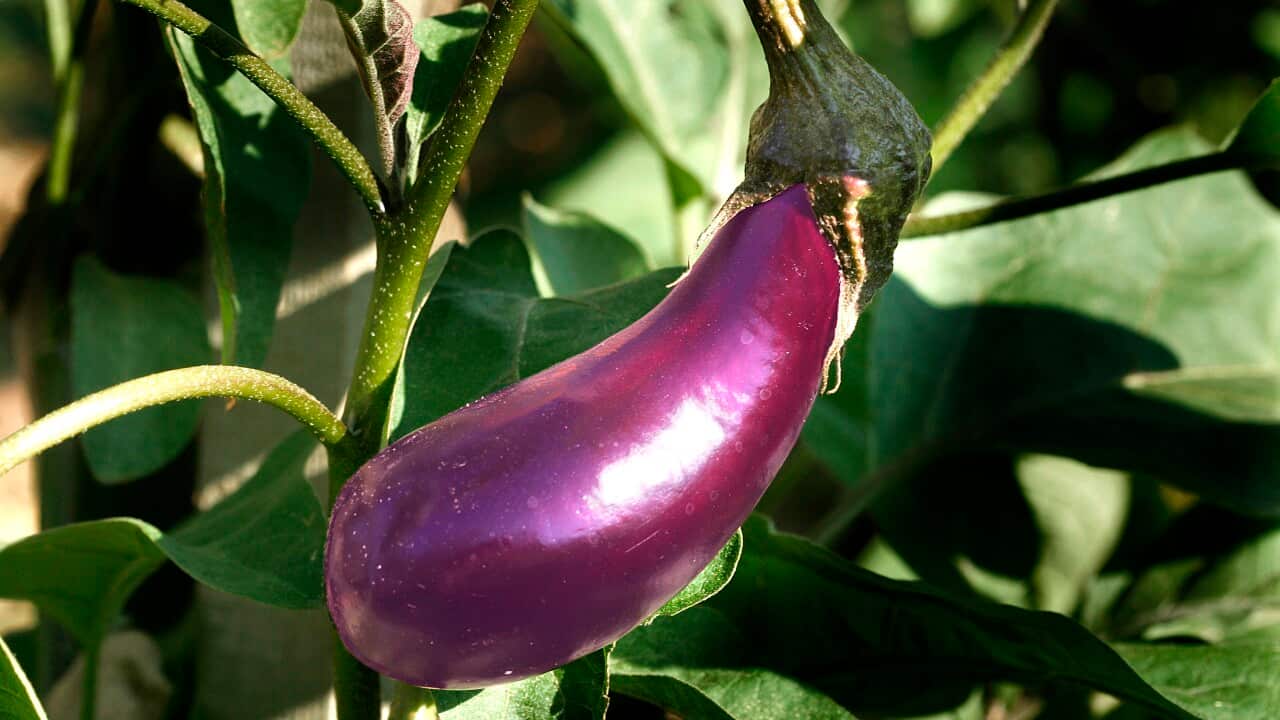 Egg plant / Aubergine