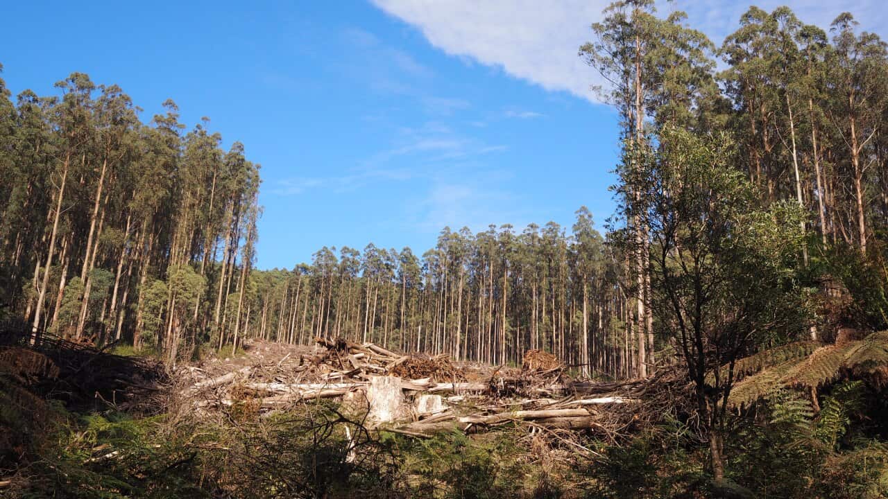 Logged trees in Mountain Ash forest, Victoria
