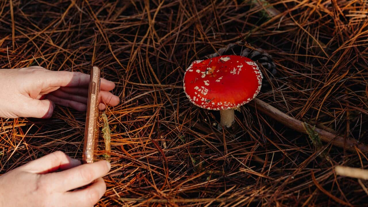 Australia Explained -  Fly Agaric mushroom