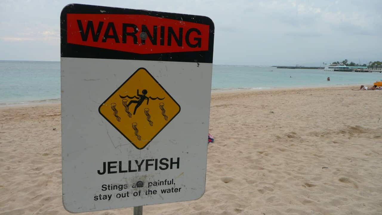 A Queensland youth dies after being stung by a box jellyfish.