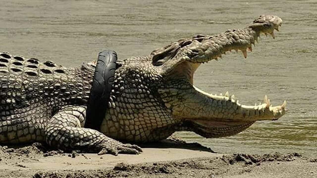 Crocodile ringed by used tyre - Palu, Indonesia