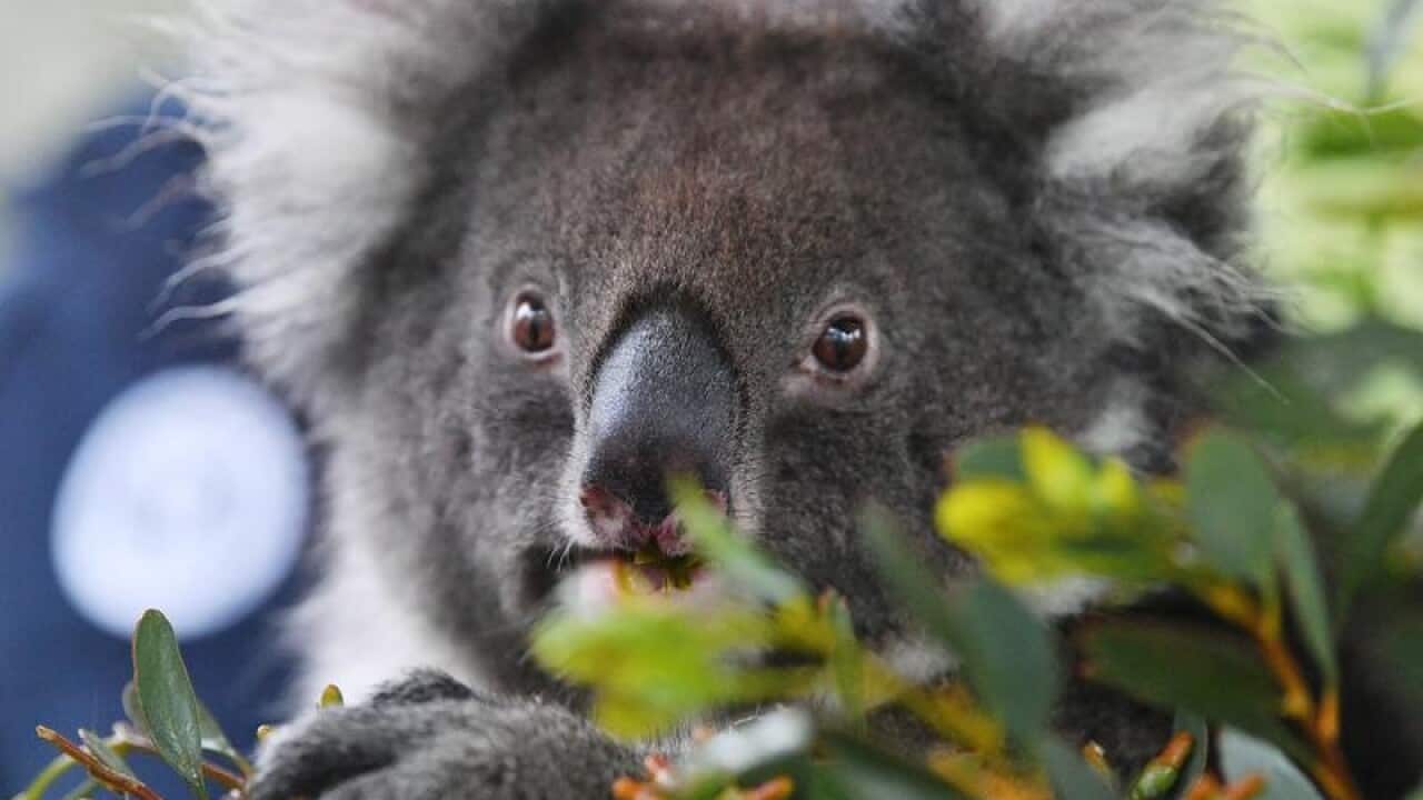 Bel the koala