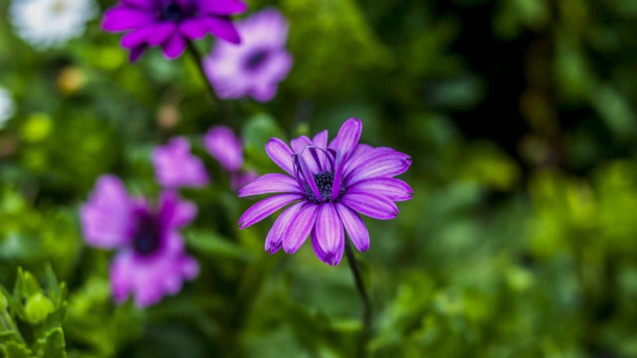 Image for read more article '往期内容'