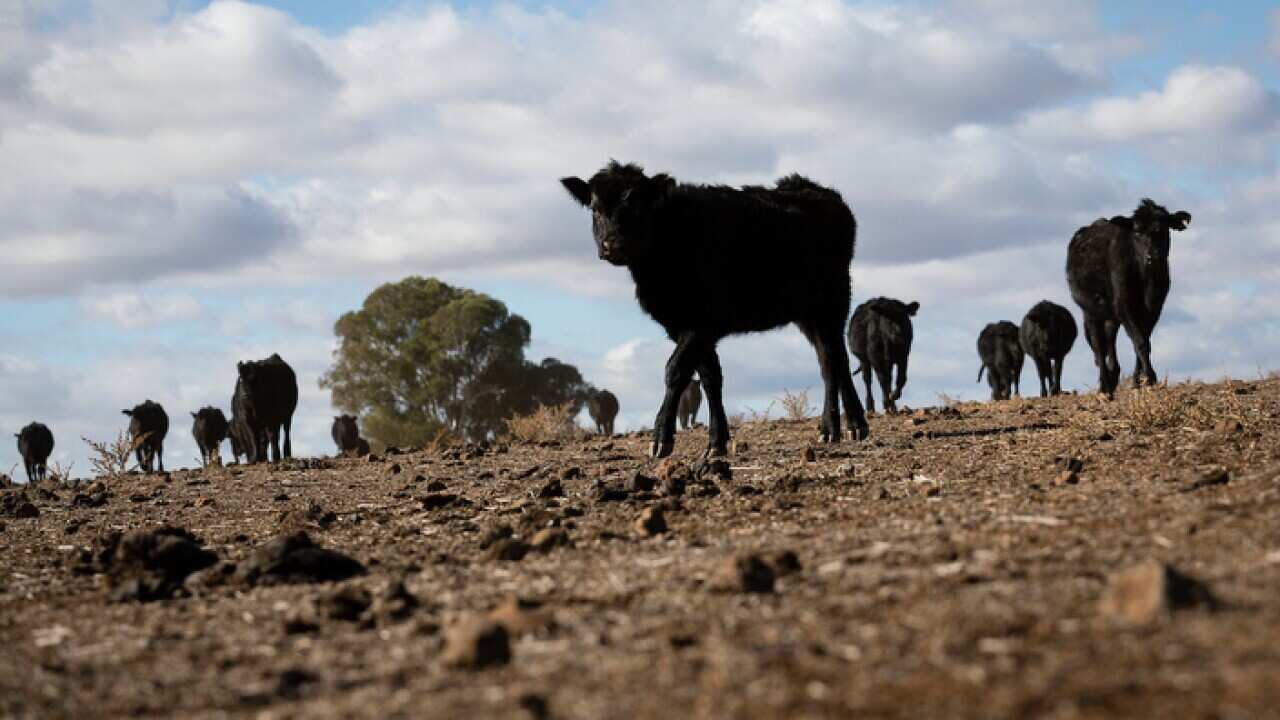 New South Wales Farmers Battle Crippling Drought