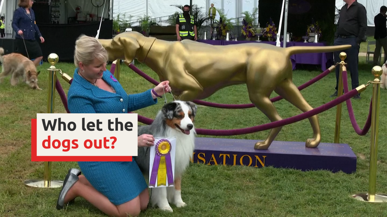 Prestigious dog show opens in New York SBS News