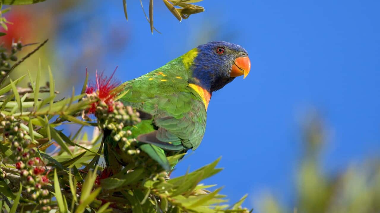 Rainbow Lorikeet (AAP)