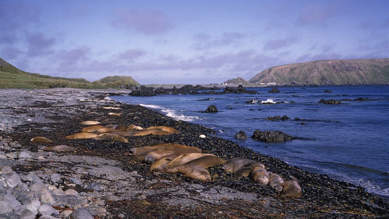 Southern elephant seals, Mirounga leonina