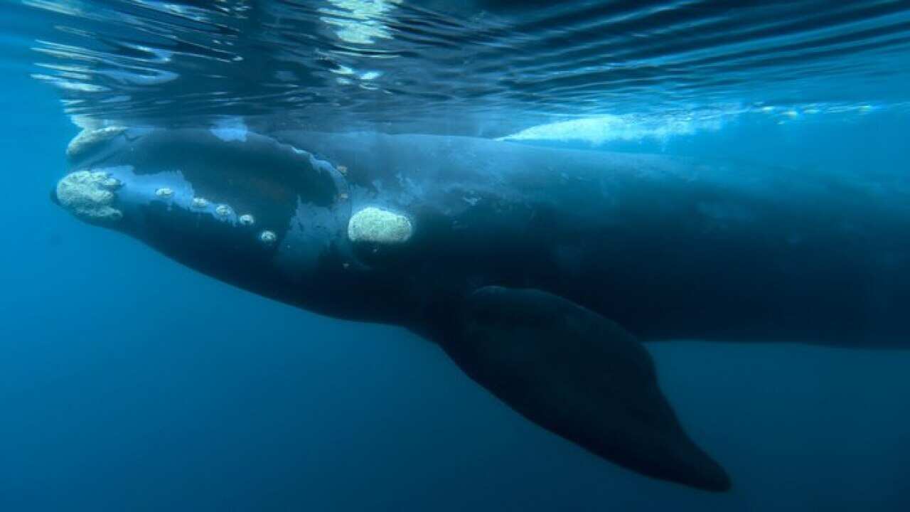 A Southern right whale off Argentina.