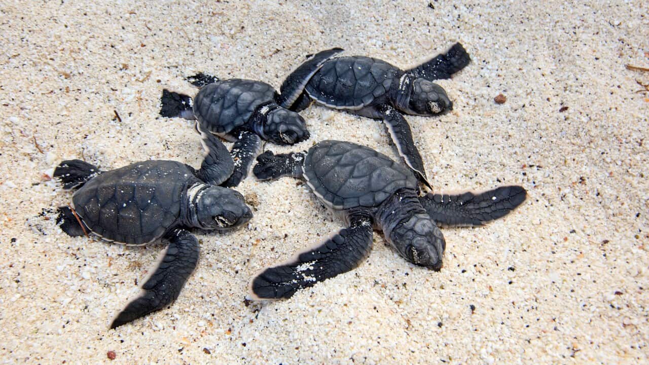 Baby Green sea turtles