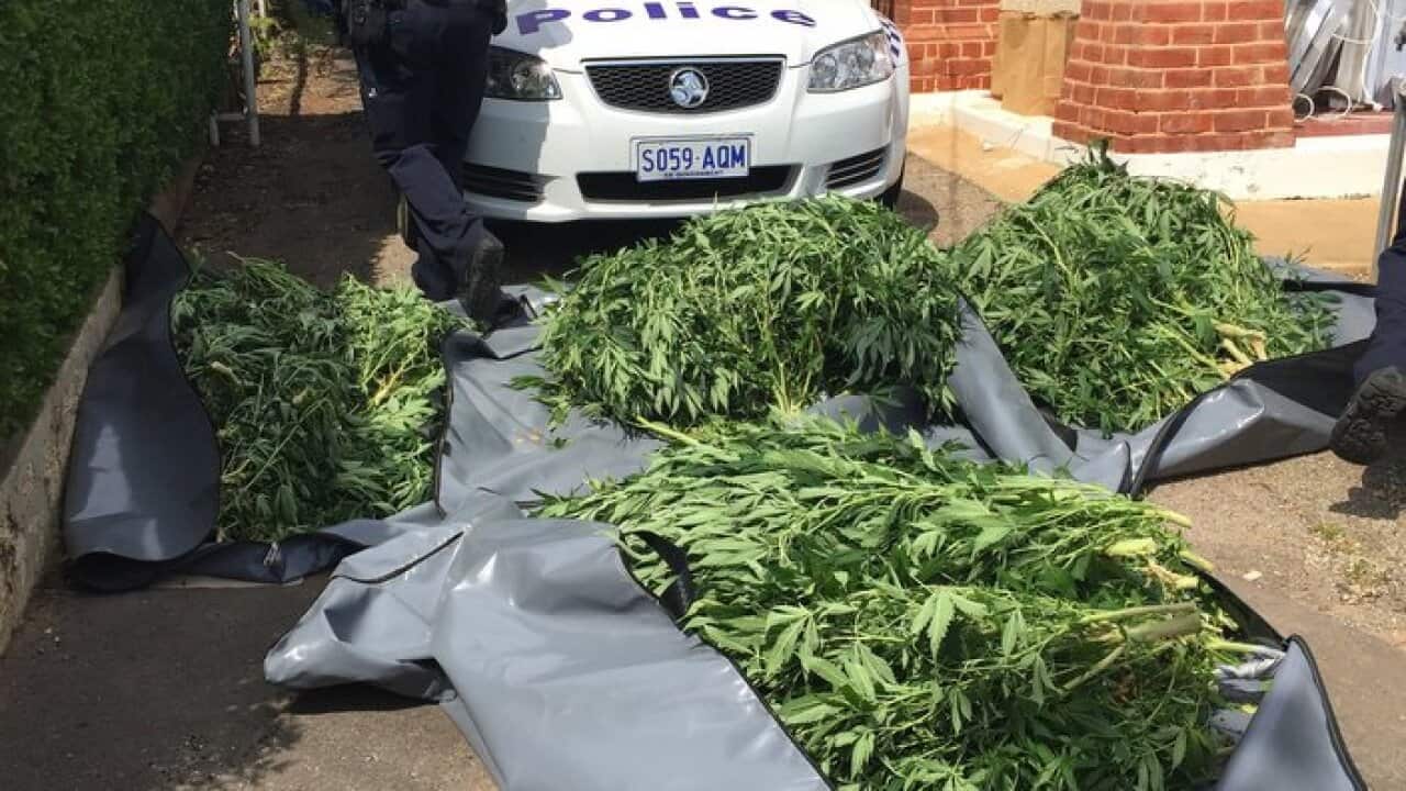 Cannabis plants and hydroponic equipment are removed from a home in Prospect, Adelaide, Thursday, Oct. 8, 2015. Police at the scene said cannabis had filled the house, while a neighbour said the property was vacant and due to be knocked down. (AAP Image/R