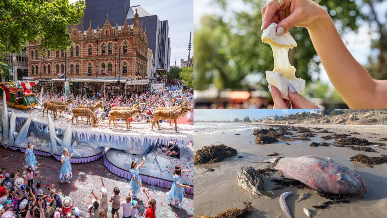 Adelaide CheeseFest 2025 and Pageant Day