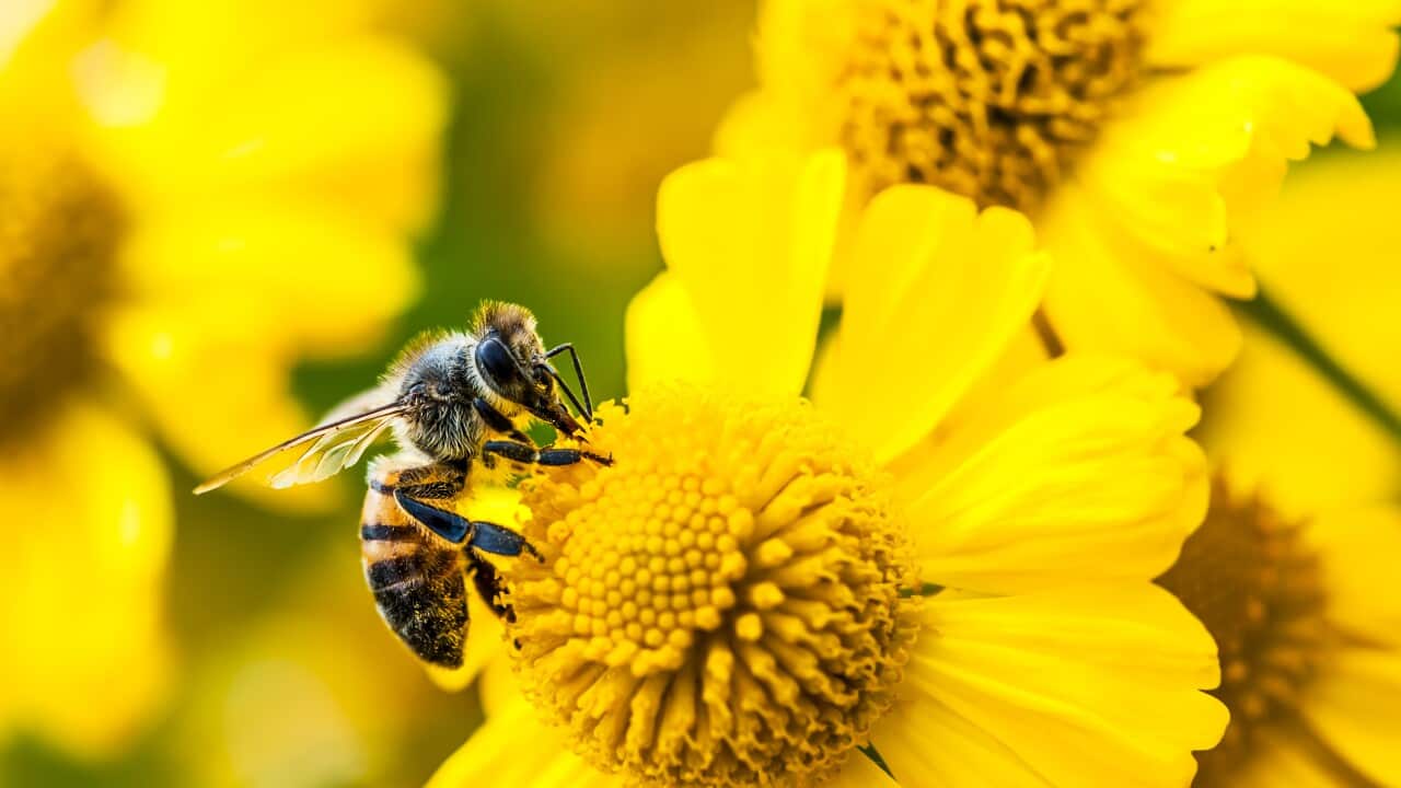 Bee gathering nectar and pollen on yellow flowers