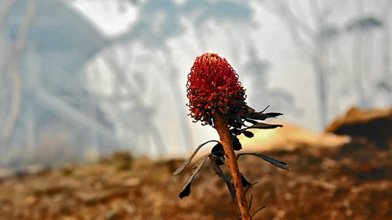 bushfire_bell_waratah2_201013.jpg