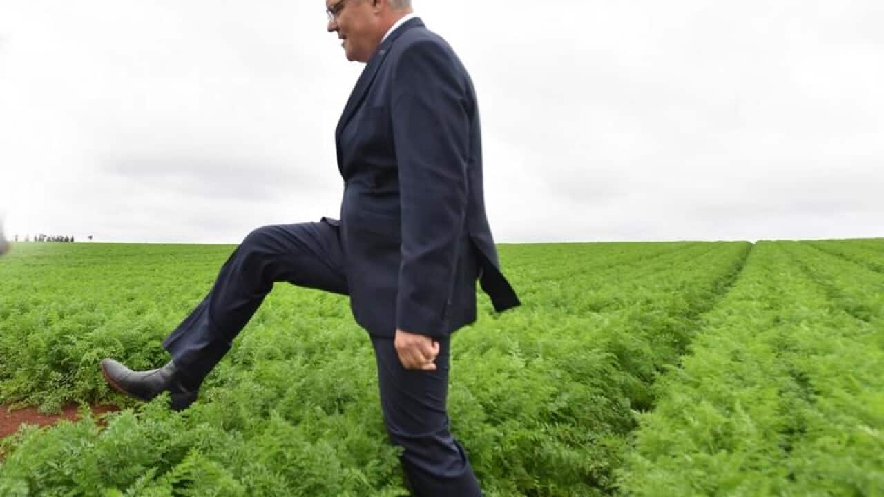 Prime Minister Scott Morrison walking in a carrot farm.