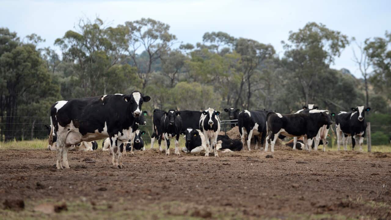 Cows at a dairy farm on the Darling Downs, Queensland