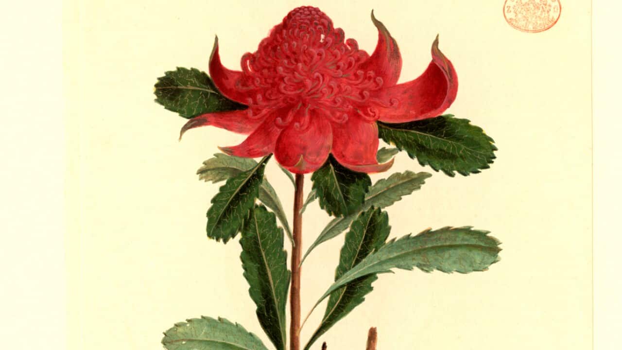 Native Australian plants