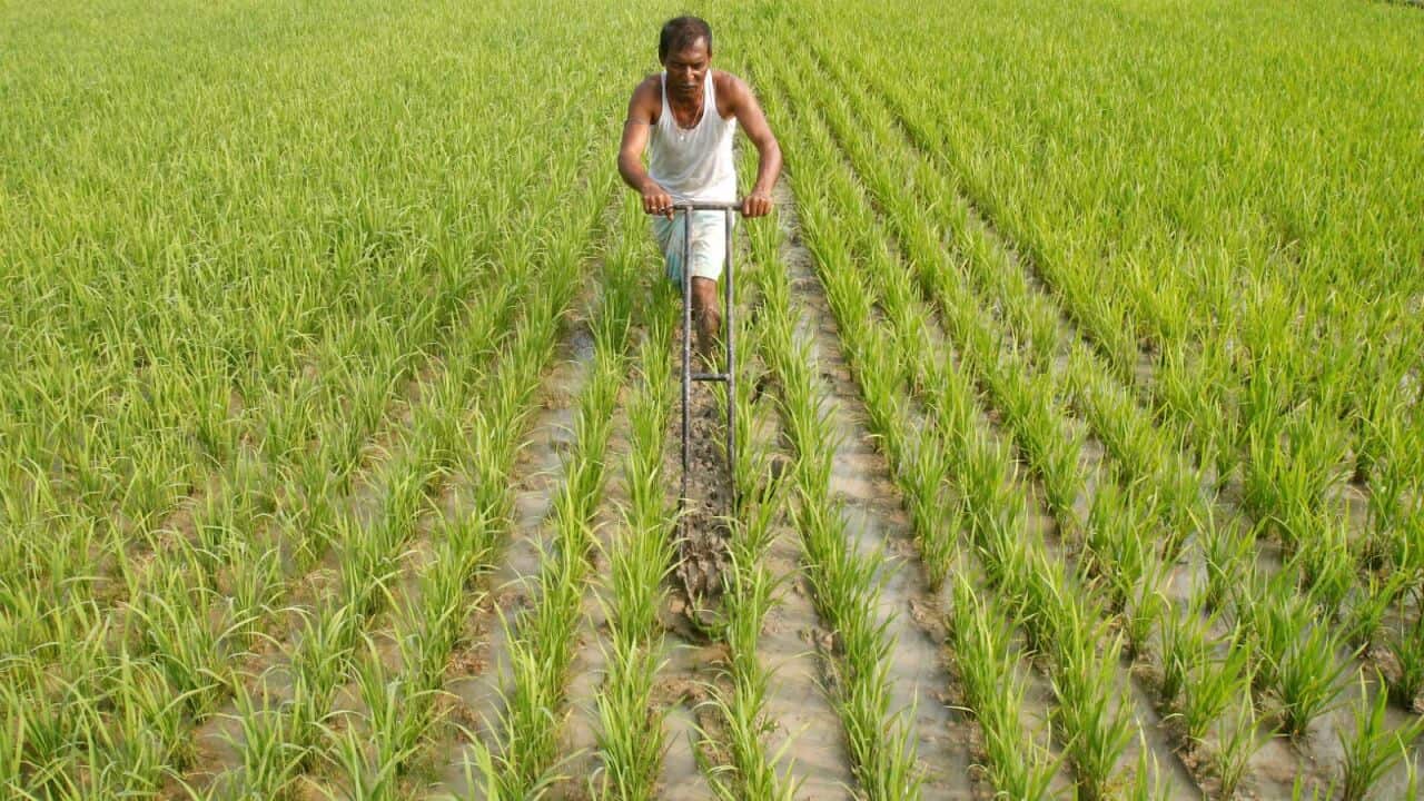 india farmer