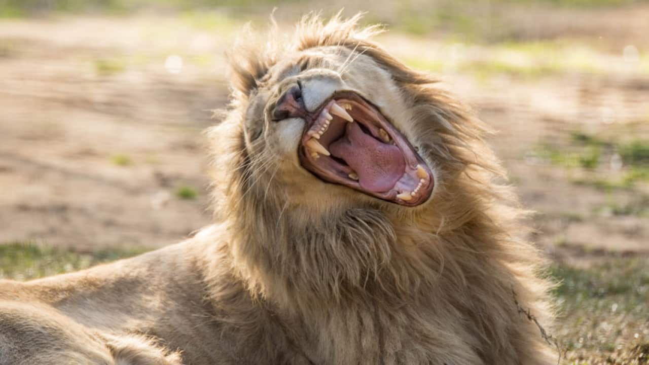 A lion in Shoalhaven Zoo.